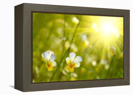 Spring Flowers Background-silver-john-Framed Premier Image Canvas