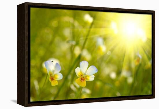 Spring Flowers Background-silver-john-Framed Premier Image Canvas