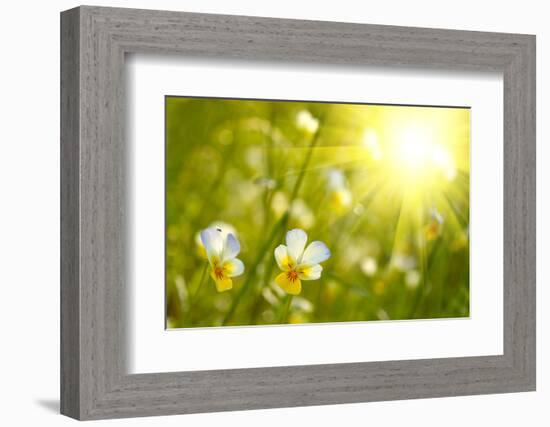 Spring Flowers Background-silver-john-Framed Premium Photographic Print