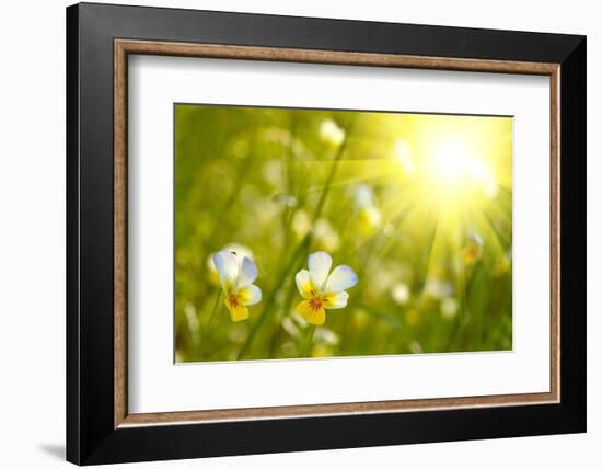 Spring Flowers Background-silver-john-Framed Premium Photographic Print