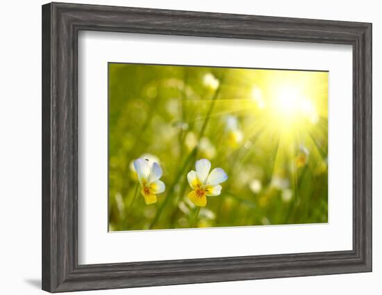 Spring Flowers Background-silver-john-Framed Photographic Print