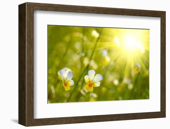 Spring Flowers Background-silver-john-Framed Photographic Print