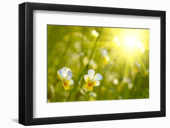 Spring Flowers Background-silver-john-Framed Photographic Print