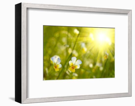 Spring Flowers Background-silver-john-Framed Photographic Print