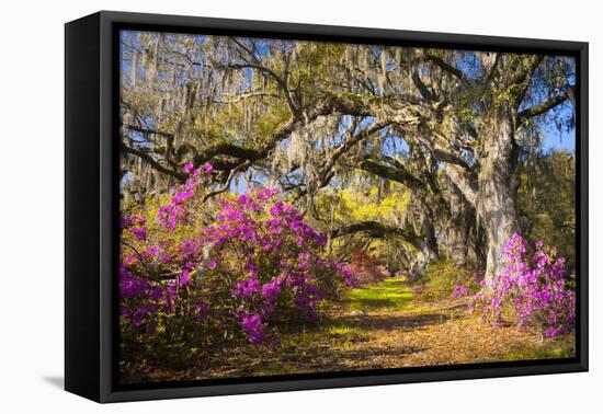 Spring Flowers Charleston Sc Azalea Blooms Deep South Landscape Photography-daveallenphoto-Framed Premier Image Canvas