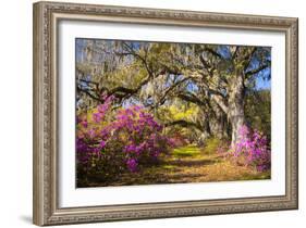 Spring Flowers Charleston Sc Azalea Blooms Deep South Landscape Photography-daveallenphoto-Framed Photographic Print