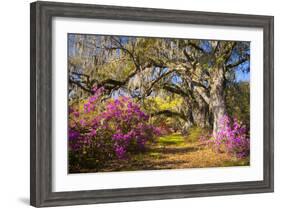 Spring Flowers Charleston Sc Azalea Blooms Deep South Landscape Photography-daveallenphoto-Framed Photographic Print