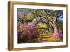Spring Flowers Charleston Sc Azalea Blooms Deep South Landscape Photography-daveallenphoto-Framed Photographic Print