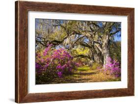 Spring Flowers Charleston Sc Azalea Blooms Deep South Landscape Photography-daveallenphoto-Framed Photographic Print