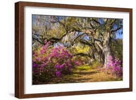 Spring Flowers Charleston Sc Azalea Blooms Deep South Landscape Photography-daveallenphoto-Framed Photographic Print