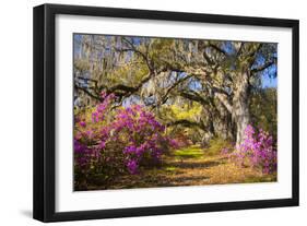 Spring Flowers Charleston Sc Azalea Blooms Deep South Landscape Photography-daveallenphoto-Framed Photographic Print
