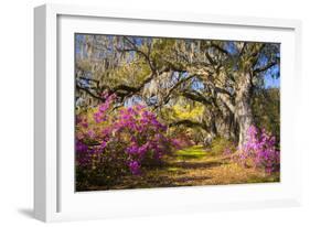 Spring Flowers Charleston Sc Azalea Blooms Deep South Landscape Photography-daveallenphoto-Framed Photographic Print