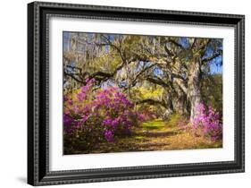 Spring Flowers Charleston Sc Azalea Blooms Deep South Landscape Photography-daveallenphoto-Framed Photographic Print
