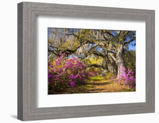 Spring Flowers Charleston Sc Azalea Blooms Deep South Landscape Photography-daveallenphoto-Framed Photographic Print