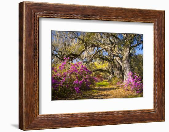 Spring Flowers Charleston Sc Azalea Blooms Deep South Landscape Photography-daveallenphoto-Framed Photographic Print