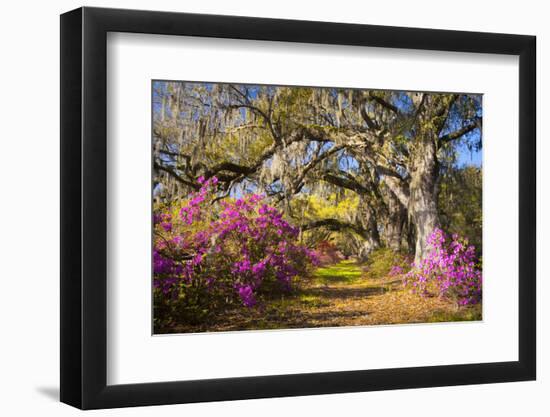 Spring Flowers Charleston Sc Azalea Blooms Deep South Landscape Photography-daveallenphoto-Framed Photographic Print