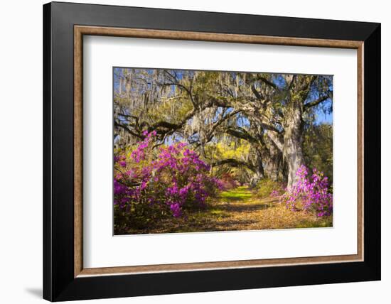 Spring Flowers Charleston Sc Azalea Blooms Deep South Landscape Photography-daveallenphoto-Framed Photographic Print