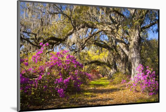 Spring Flowers Charleston Sc Azalea Blooms Deep South Landscape Photography-daveallenphoto-Mounted Photographic Print