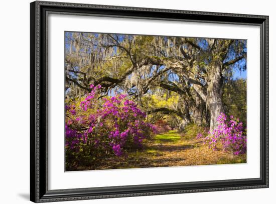 Spring Flowers Charleston Sc Azalea Blooms Deep South Landscape Photography-daveallenphoto-Framed Photographic Print