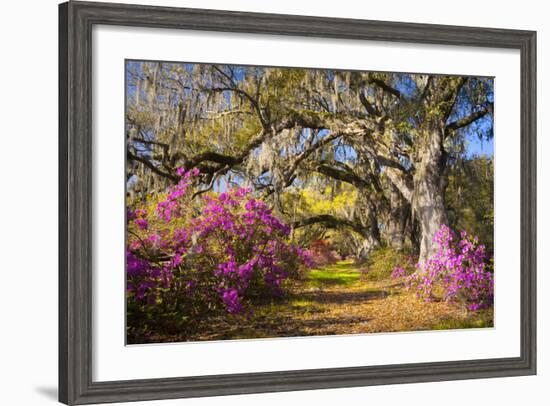 Spring Flowers Charleston Sc Azalea Blooms Deep South Landscape Photography-daveallenphoto-Framed Photographic Print