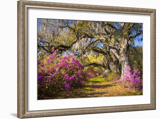 Spring Flowers Charleston Sc Azalea Blooms Deep South Landscape Photography-daveallenphoto-Framed Photographic Print