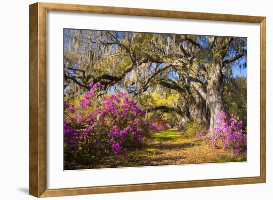 Spring Flowers Charleston Sc Azalea Blooms Deep South Landscape Photography-daveallenphoto-Framed Photographic Print