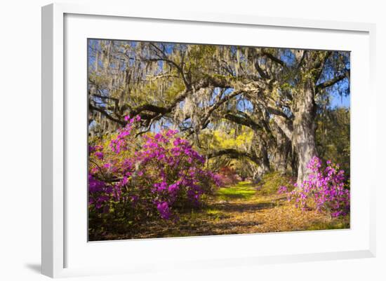 Spring Flowers Charleston Sc Azalea Blooms Deep South Landscape Photography-daveallenphoto-Framed Photographic Print