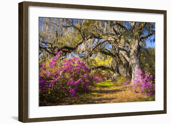 Spring Flowers Charleston Sc Azalea Blooms Deep South Landscape Photography-daveallenphoto-Framed Photographic Print