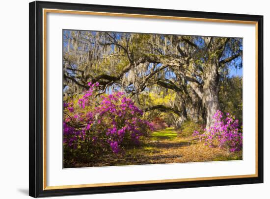 Spring Flowers Charleston Sc Azalea Blooms Deep South Landscape Photography-daveallenphoto-Framed Photographic Print