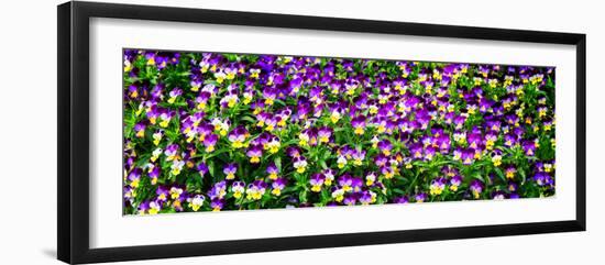 Spring Flowers I-Alan Hausenflock-Framed Photo