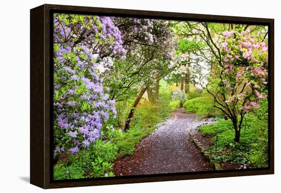 Spring Flowers in Crystal Springs Rhododendron Garden, Portland, Oregon, USA-Craig Tuttle-Framed Premier Image Canvas