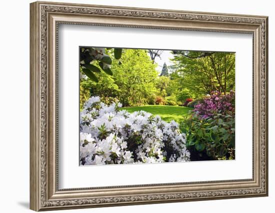 Spring Flowers in Crystal Springs Rhododendron Garden, Portland, Oregon, USA-Craig Tuttle-Framed Photographic Print