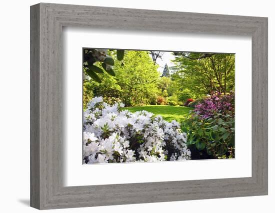 Spring Flowers in Crystal Springs Rhododendron Garden, Portland, Oregon, USA-Craig Tuttle-Framed Photographic Print