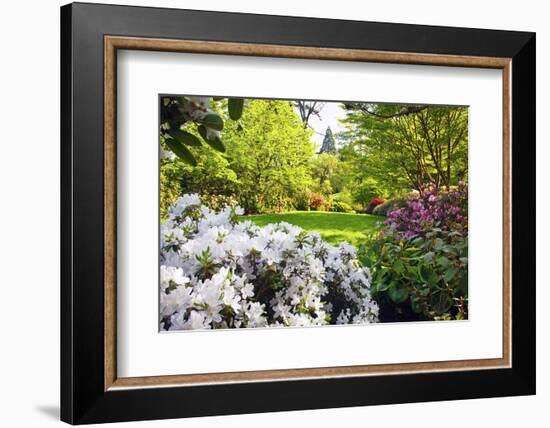 Spring Flowers in Crystal Springs Rhododendron Garden, Portland, Oregon, USA-Craig Tuttle-Framed Photographic Print