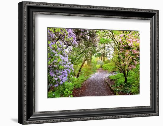 Spring Flowers in Crystal Springs Rhododendron Garden, Portland, Oregon, USA-Craig Tuttle-Framed Photographic Print