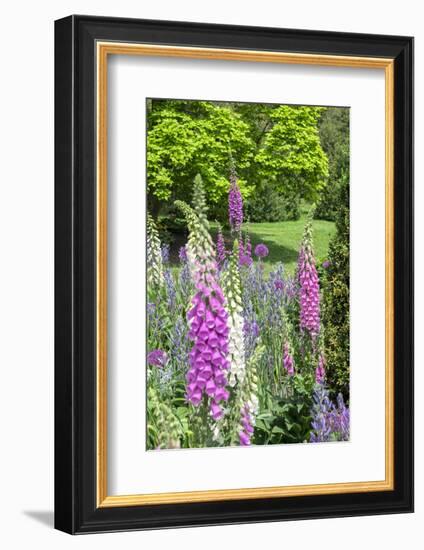 Spring Flowers, Kennett Square, Pennsylvania, Usa-Lisa S. Engelbrecht-Framed Photographic Print