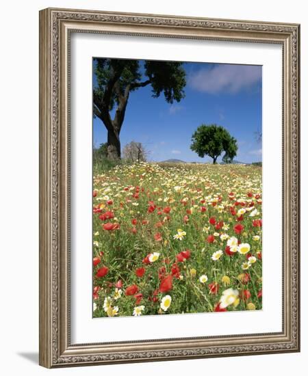 Spring Flowers, Majorca, Balearic Islands, Spain, Europe-John Miller-Framed Photographic Print