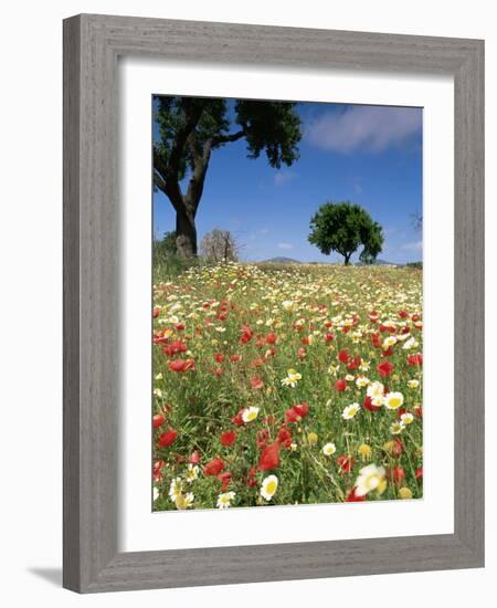 Spring Flowers, Majorca, Balearic Islands, Spain, Europe-John Miller-Framed Photographic Print