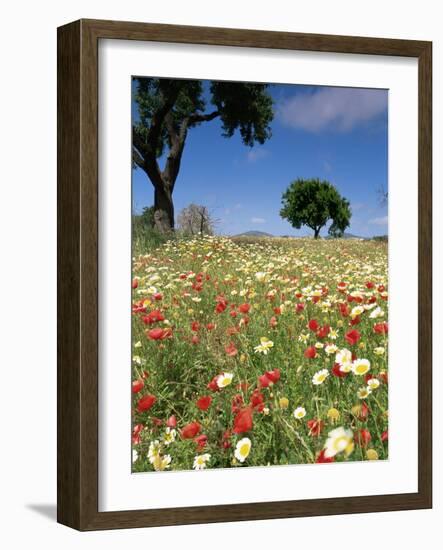 Spring Flowers, Majorca, Balearic Islands, Spain, Europe-John Miller-Framed Photographic Print