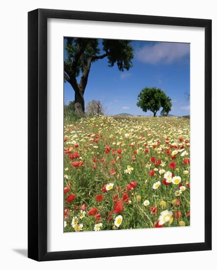 Spring Flowers, Majorca, Balearic Islands, Spain, Europe-John Miller-Framed Photographic Print