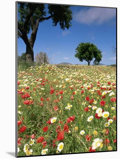 Spring Flowers, Majorca, Balearic Islands, Spain, Europe-John Miller-Mounted Photographic Print