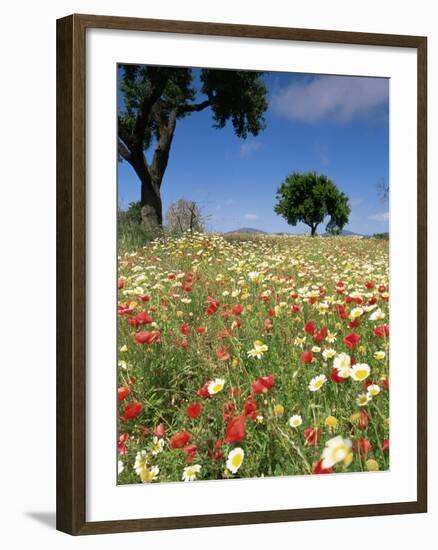 Spring Flowers, Majorca, Balearic Islands, Spain, Europe-John Miller-Framed Photographic Print