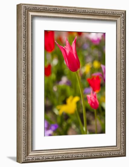 Spring flowers on Pearl Street, Boulder, Colorado, USA.-Kristin Piljay-Framed Photographic Print