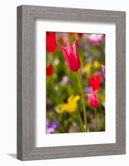 Spring flowers on Pearl Street, Boulder, Colorado, USA.-Kristin Piljay-Framed Photographic Print