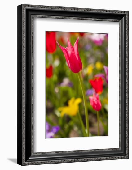 Spring flowers on Pearl Street, Boulder, Colorado, USA.-Kristin Piljay-Framed Photographic Print