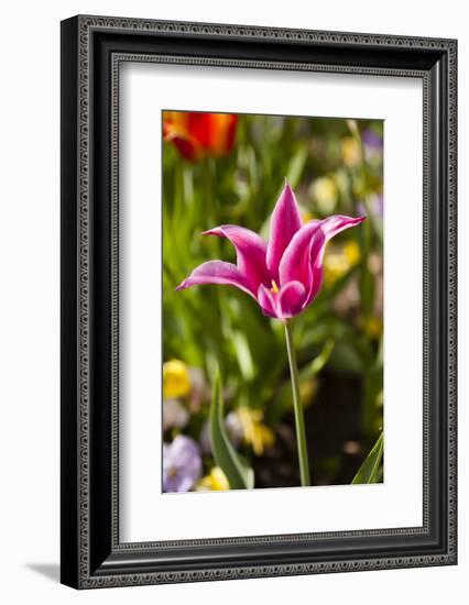 Spring flowers on Pearl Street, Boulder, Colorado, USA.-Kristin Piljay-Framed Photographic Print