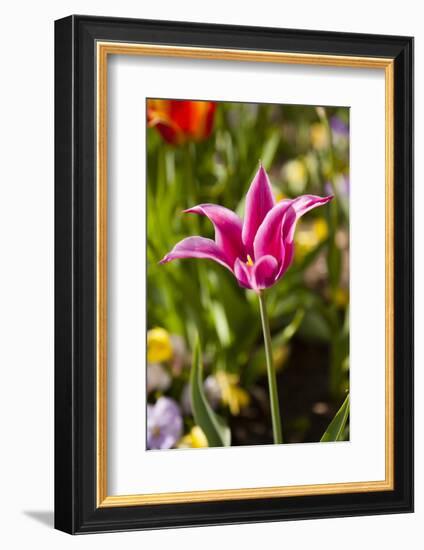 Spring flowers on Pearl Street, Boulder, Colorado, USA.-Kristin Piljay-Framed Photographic Print