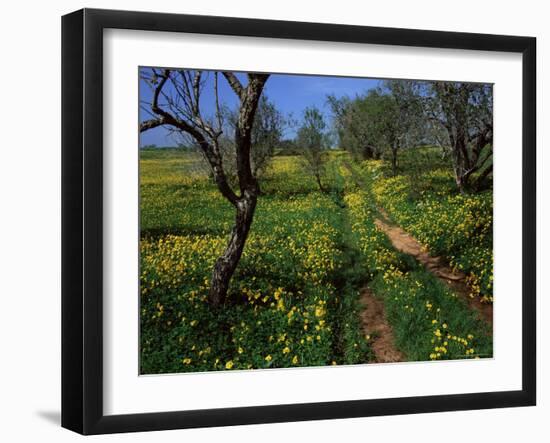 Spring Flowers, Sao Jao, Baroa, Algarve, Portugal-Neale Clarke-Framed Photographic Print