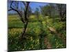 Spring Flowers, Sao Jao, Baroa, Algarve, Portugal-Neale Clarke-Mounted Photographic Print