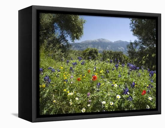 Spring Flowers, White Mountains (Lefka Ori), Chania Region, Crete, Greek Islands, Greece, Europe-Stuart Black-Framed Premier Image Canvas